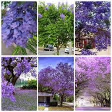 Hạt giống hoa Phượng Tím túi 3 hạt - tặng kèm 3 viên nén ươm hạt