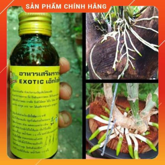 GIA SHOCK Kích rễ Thái Lan Siêu mạnh Exotic 100ml