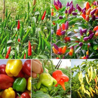 Combo 5 gói hạt giống ớt các loại (TẶNG gói kích thích hạt nảy mầm)