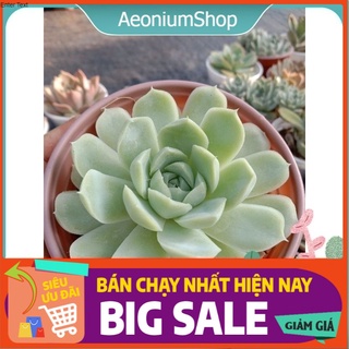 Sen Đá Hải Ly Size Trung, Xuất Xứ Đà Lạt, Lỗi 1 Đổi 1 💪