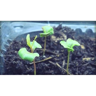 HẠT GIỐNG LỰU LÙN - TRỒNG CHẬU