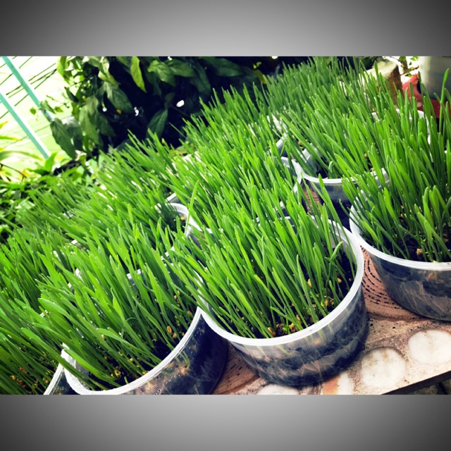 Cỏ mèo tươi + Combo