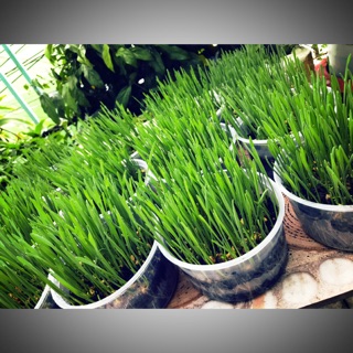 Cỏ mèo tươi + Combo