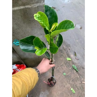 Giống mít ruột đỏ indo