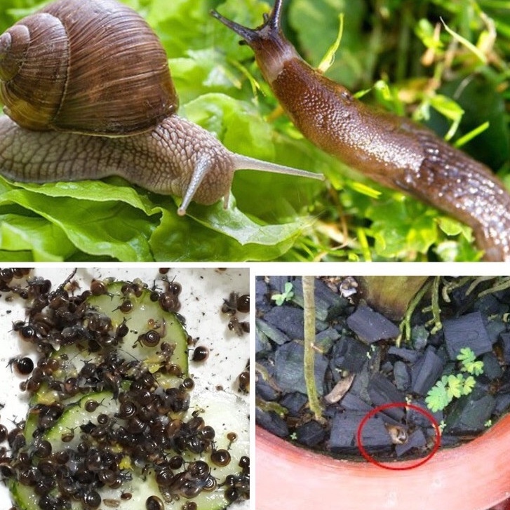 Thuốc Diệt Moi Ốc mecaba - Thuốc Trừ Ốc Mồi