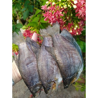 KHÔ SẶC SẰN (KHÔ BỔI) U MINH 500g (5con)