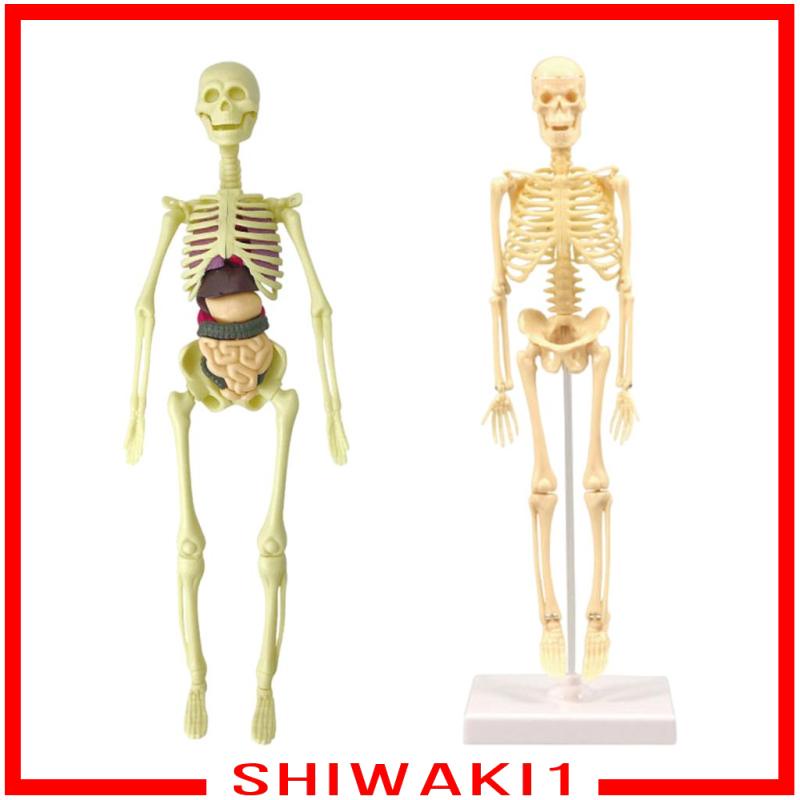 Mô Hình Bộ Xương Người Dùng Để Giáo Dục