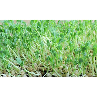 HẠT GIỐNG MẦM ĐẬU HÀ LAN