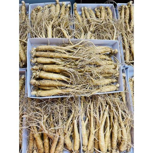 Nhân sâm Hàn Quốc,tách lẽ một củ sâm tươi  loại 1kg 25 củ