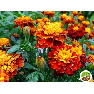 Hạt giống hoa Cúc Vạn Thọ Pháp - Hạt Chuẩn Nảy Mầm Tốt