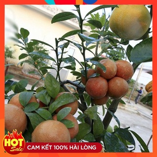 Cây Giống Chanh Đào ( 3 Cây ) Cây Ghép Năng Suất Cao 18 Tháng Có Quả