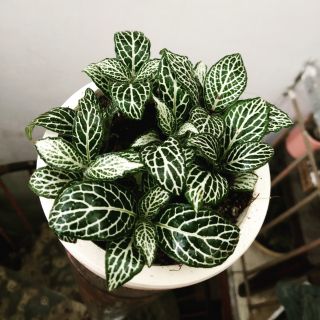 LÁ MAY MẮN (LÁ CẨM NHUNG)- TẶNG CHẬU