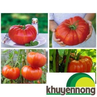 30 hạt giống cà chua khổng lồ