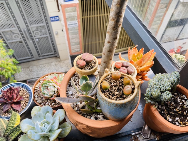 Lithop sen mông thạch lan