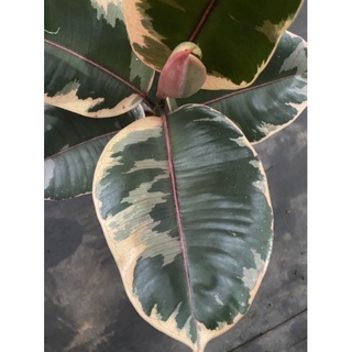 Chậu đa búp đỏ cẩm thạch - Ficus Elastica Tineke