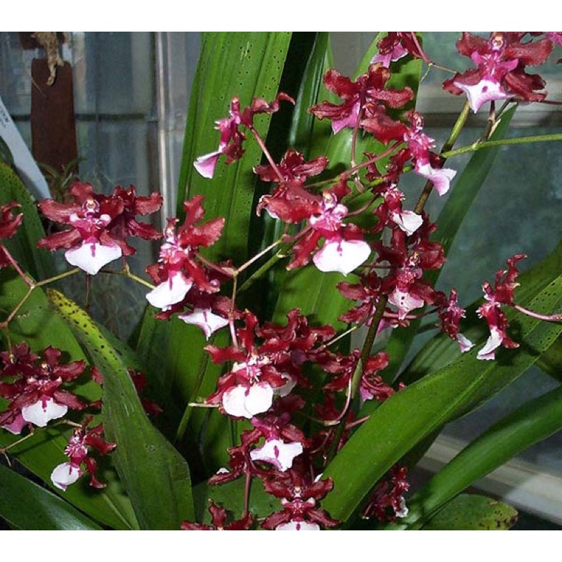 Cây hoa lan vũ nữ các loại
