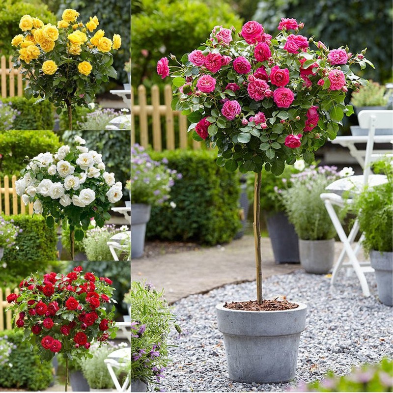 Hạt giống hoa hồng thân gỗ Tree Rose nhiều màu 20 hạt_ tặng kèm 3 viên nén ươm hạt