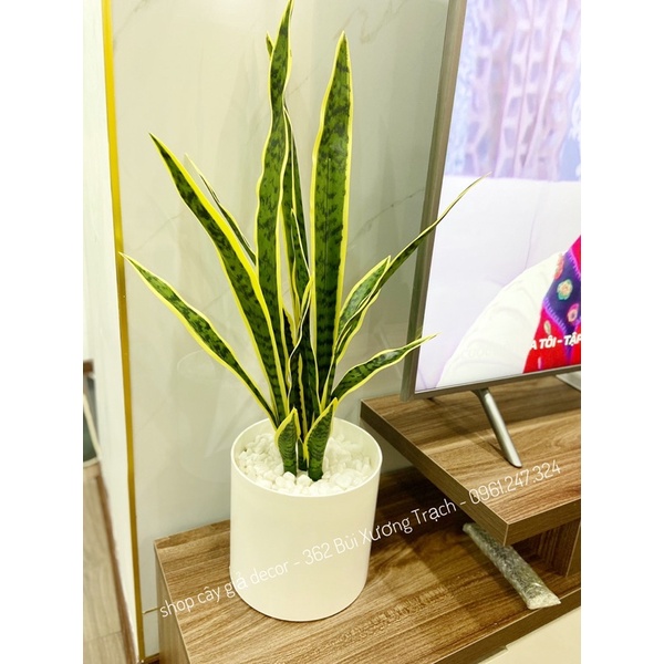 CÀNH LƯỠI HỔ GIẢ 78CM