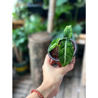 Cây giống Syngonium wendlandii Silver Goosefoot chậu nhựa 8cm