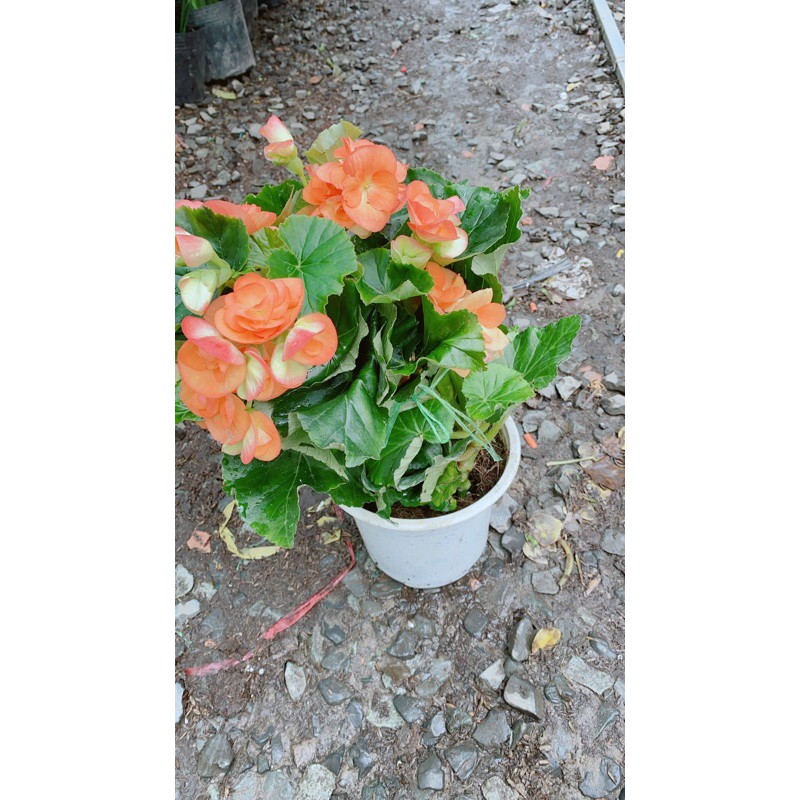 Hoa Thu Hải Đường