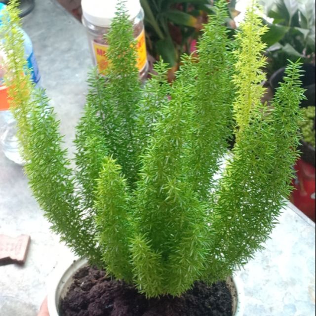 Cây đuôi chồn