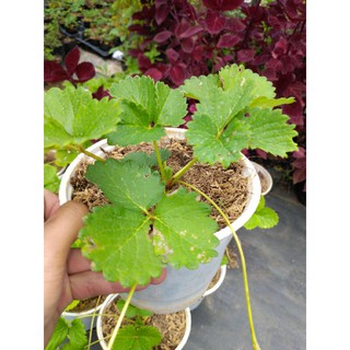 Dâu tây bạch tuyết (cây giống)