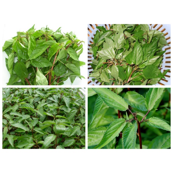 Deal 1K - 20 Hạt Giống Rau Đay Sinh Trưởng Tốt, Dễ Trồng (D1K-024)