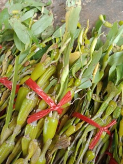 Phong lan Chuỗi ngọc (giò)