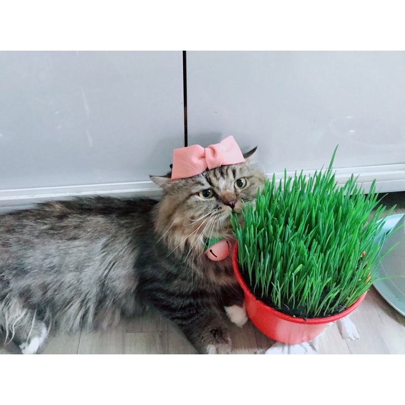 ( 4 ngay) CỎ MÈO TƯƠI CHỐNG BUỐI LÔNG CHO MÈO CHẬU SIÊU TO