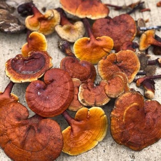 NẤM LIM XANH KHÔ RỪNG QUẢNG NAM (hình thật) 500gr