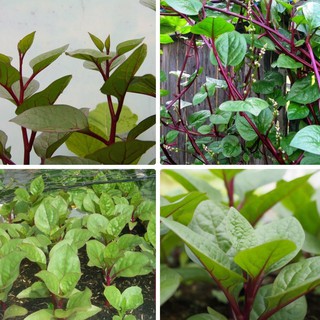 3Gram Hạt giống rau mồng tơi tím F1