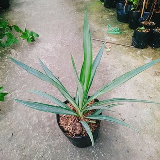Cây Phát Tài Thái ( Dứa Diệp Tiễn )