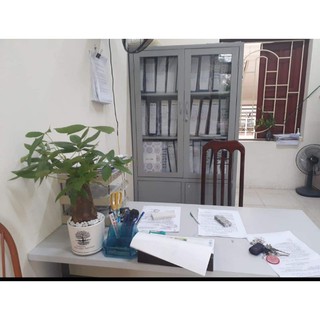 Chậu cây kim ngân một thân size to