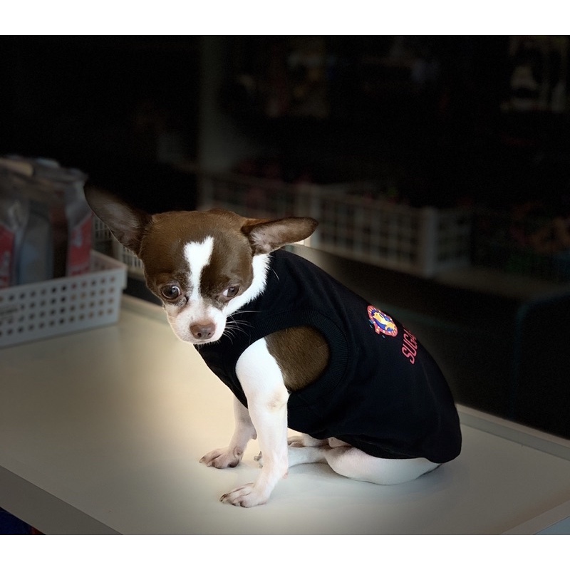 [Mẫu Thiết Kế] Áo Thú Cưng Chó Mèo In Hình Sugar Baby - Xiuxiu Giang