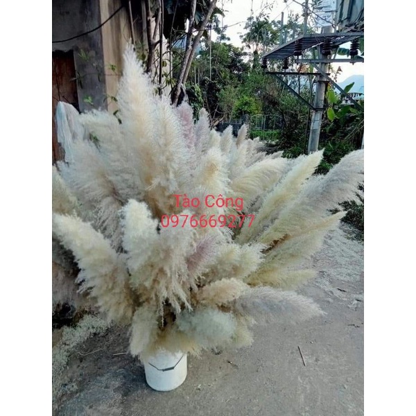 Lau xù phơi khô tự nhiên zie 105-120cm
