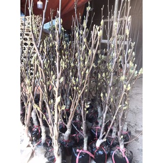 cây hoa mộc lan đang nụ cao 1m2