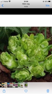 Hạt giống cải mầm đá- gói 0,2 gam