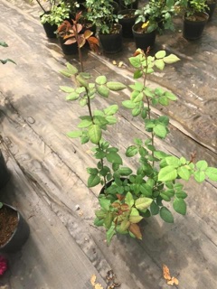 Hoa hồng bụi Violet Kinda
