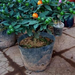 CÂY QUẤT NHẬT - SIÊU PHẨM CHƠI TẾT