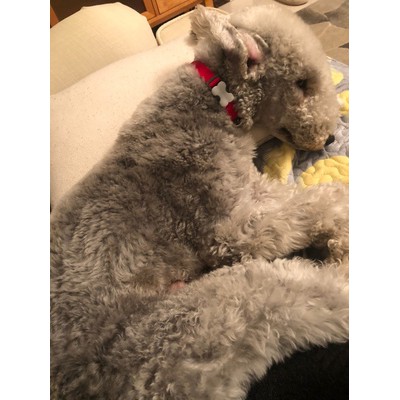 Red Dingo Vòng cổ cổ điển cho cún