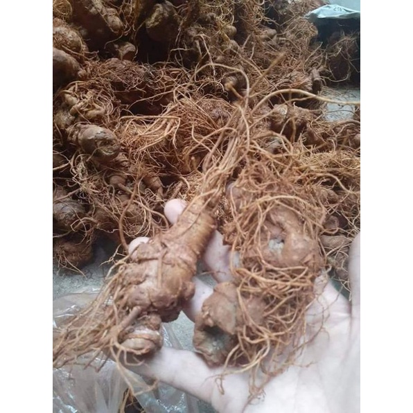 500g củ tam thất tươi