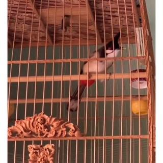 kích đỏ cho chào mào