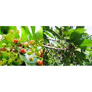cây lá vối nếp giống