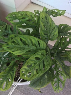 Cây trầu bà lỗ