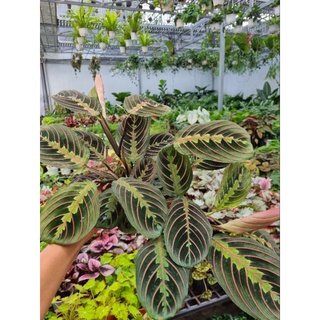 Chậu Cây đuôi công xương cá đỏ - Calathea makoyana