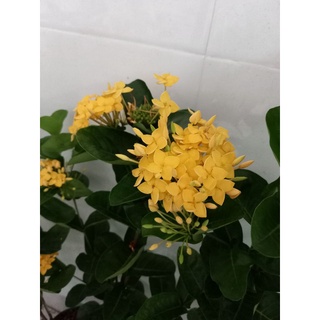 Mẫu đơn pháp vàng 1 cốt