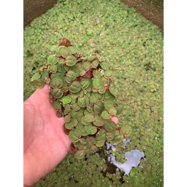 Bèo Rễ Đỏ – Red Root Floater - Bèo táo - oxy hóa, khử nitơ cho bể cá