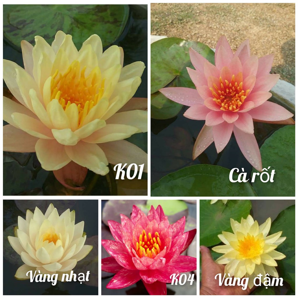 Củ hoa súng Thái nhiều màu