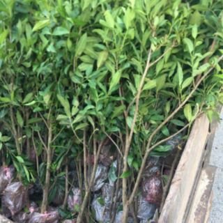 Cây vối nếp