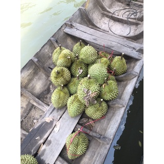 Sầu riêng Ri6